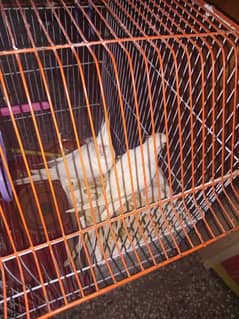 14 month age female 15 month male adult piyr without cage 0