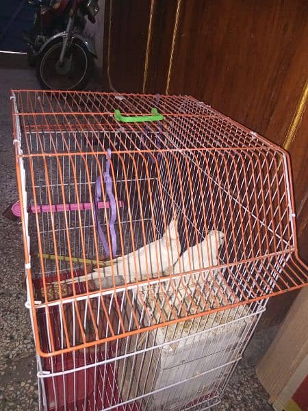 14 month age female 15 month male adult piyr without cage 1