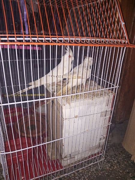 14 month age female 15 month male adult piyr without cage 2