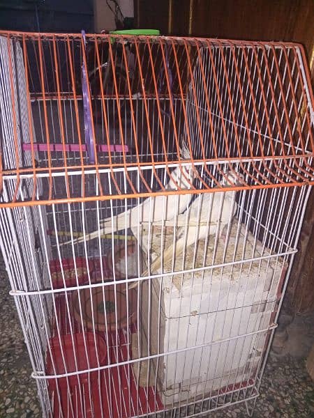 14 month age female 15 month male adult piyr without cage 3