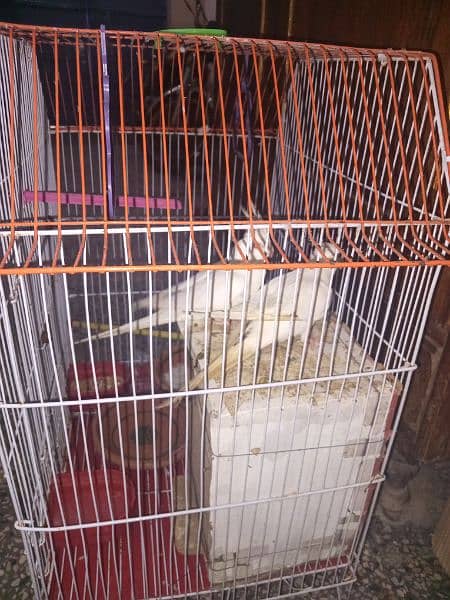 14 month age female 15 month male adult piyr without cage 4