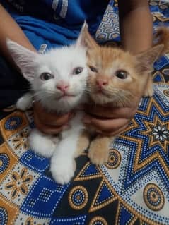 Male and female kittens persian tripple coated cats kitty white brown