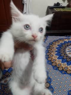 Male kitten persian tripple coated cats kitty white brown