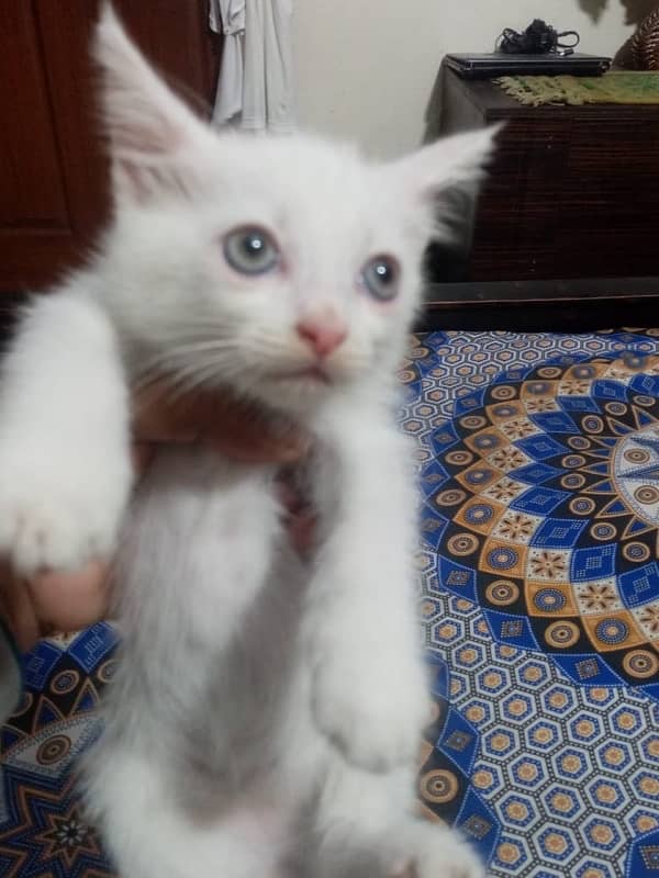 Male and female kittens persian tripple coated cats kitty white brown 1