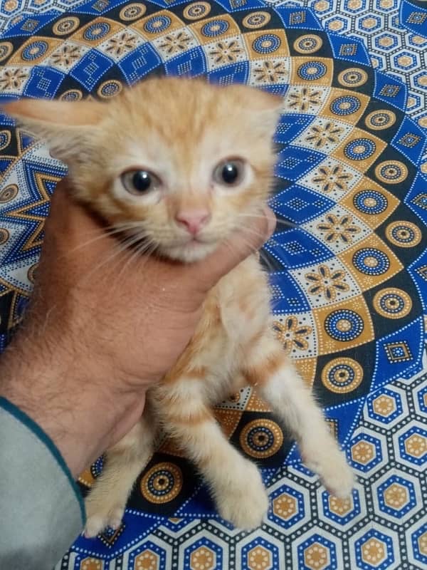 Male and female kittens persian tripple coated cats kitty white brown 2