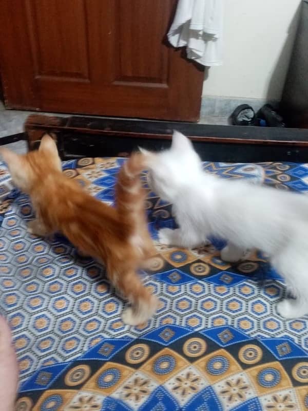 Male and female kittens persian tripple coated cats kitty white brown 3