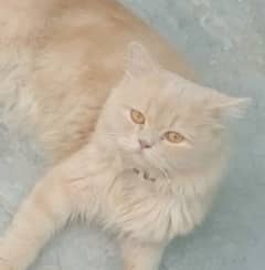 Male cat for sale tamed