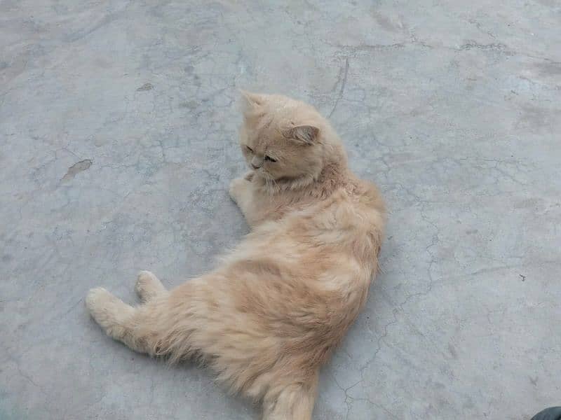 Male cat for sale tamed 3