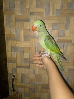 Hand tame raw parrot 0