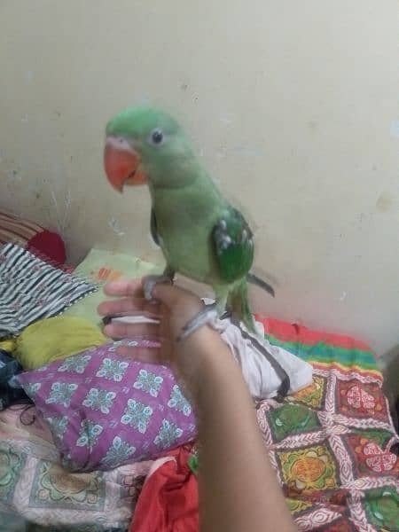 Hand tame raw parrot 1