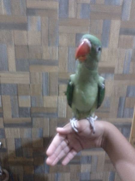 Hand tame raw parrot 2