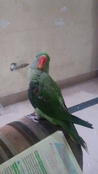 Hand tame raw parrot 3