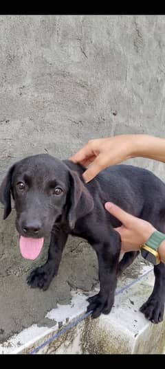 Black labra dog female