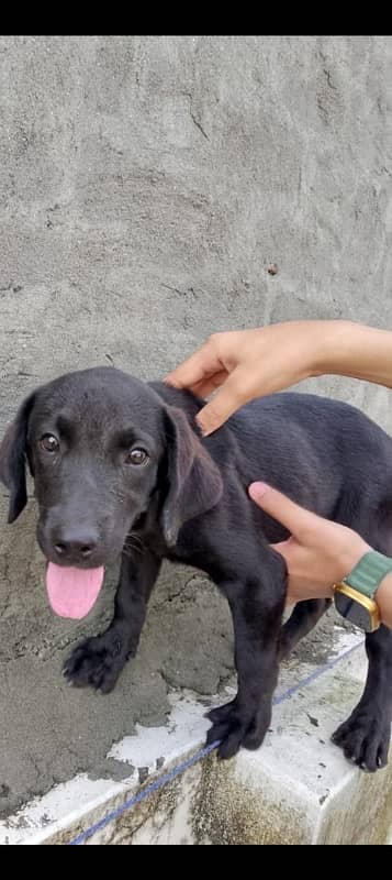 Black labra dog female 0