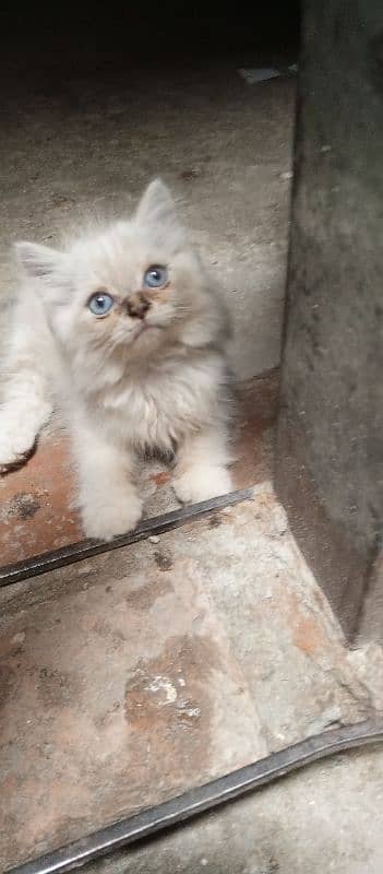 Persian cat 3