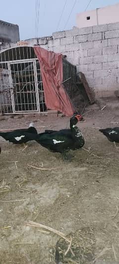 set of muscovy ducks