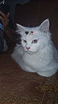 persion cat blue eyes