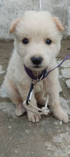 white German shepherd orignal. only one pec