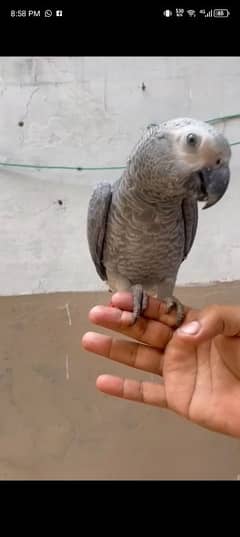 African grey