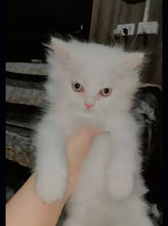 Persian cat 0