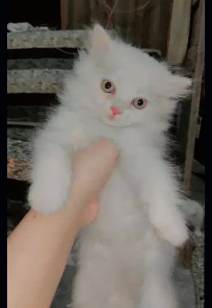 Persian cat 1