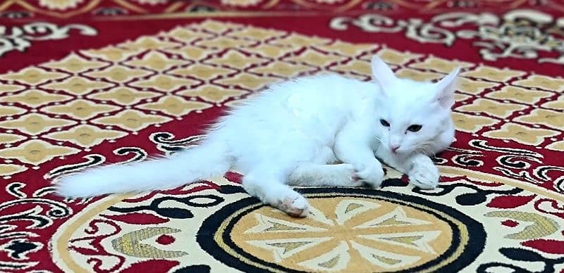 White Persian Pair 2