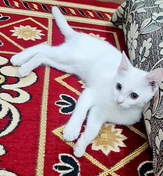 White Persian Pair 4