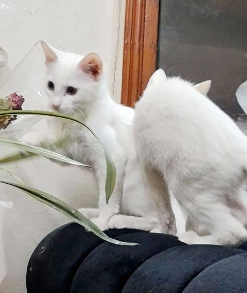 White Persian Pair 6