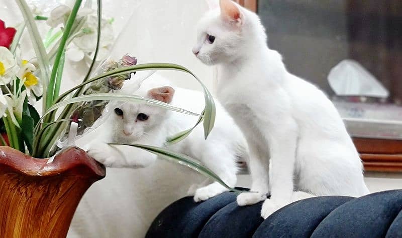 White Persian Pair 7