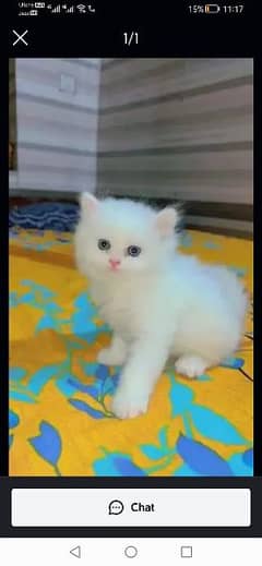 percian cats ,03255503415 my WhatsApp