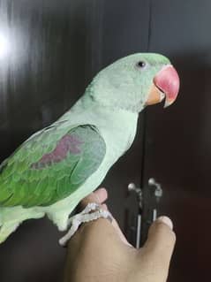 Raw Male parrot Age 7 months