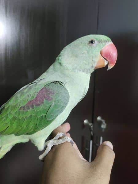 Raw Male parrot Age 7 months 0