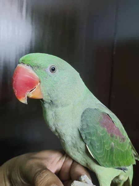 Raw Male parrot Age 7 months 1