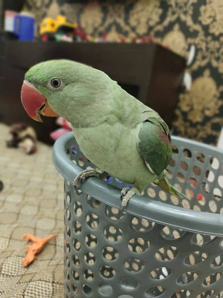 Raw Male parrot Age 7 months 3