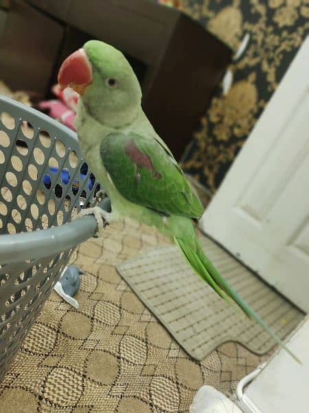 Raw Male parrot Age 7 months 4