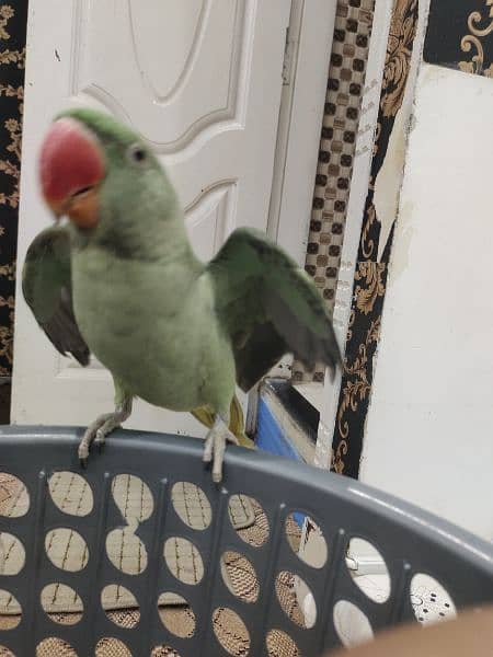 Raw Male parrot Age 7 months 5