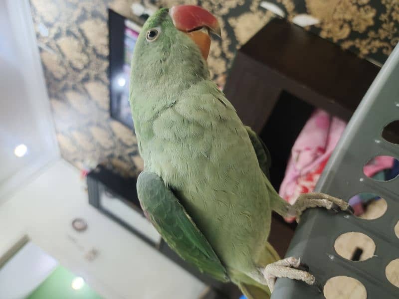 Raw Male parrot Age 7 months 6