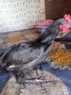 Desi black murgi for sale