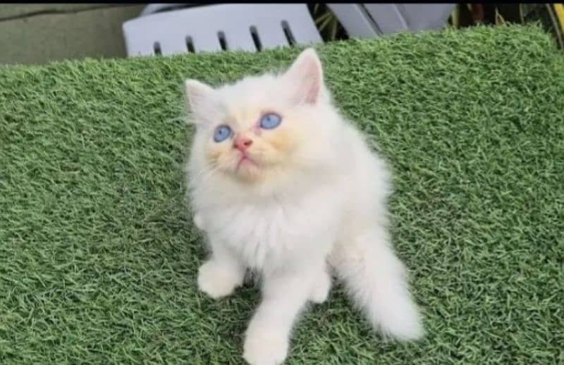 Persian kittens for sale 03287576736 call wahtasp 0