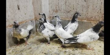 Parwazi high flying pigeons chicks bache location Sialkot 03331517566 0