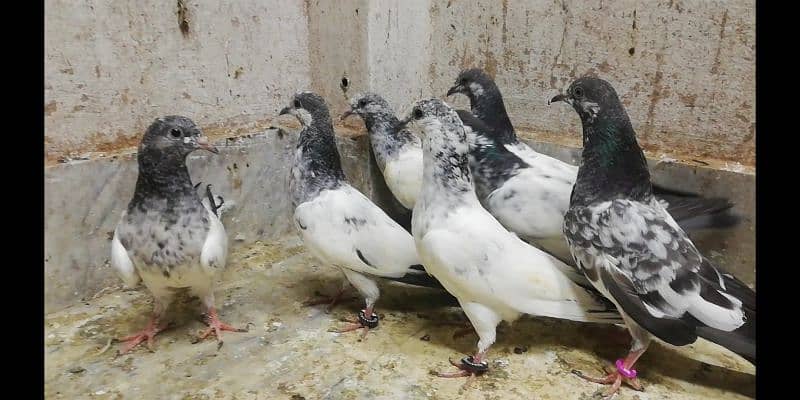 Parwazi high flying pigeons chicks bache location Sialkot 03331517566 1