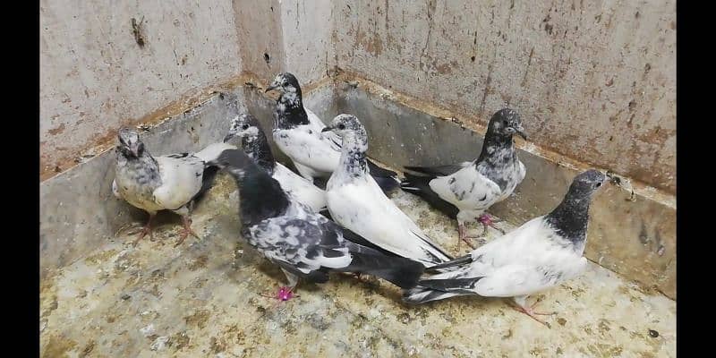 Parwazi high flying pigeons chicks bache location Sialkot 03331517566 2