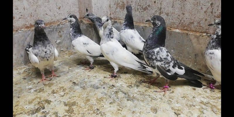 Parwazi high flying pigeons chicks bache location Sialkot 03331517566 3