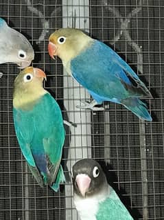 Parblue Lovebird