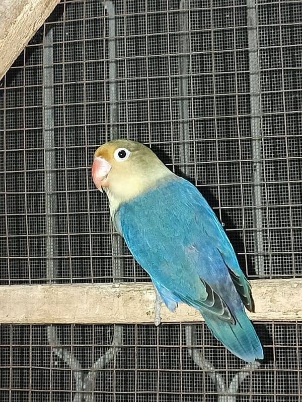 Parblue Lovebird 1