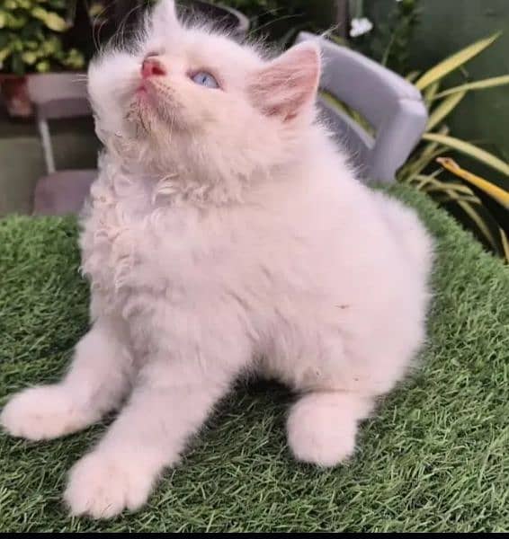 persian cats 2 month urgent for sale Connect Me 0334,4500,973 1