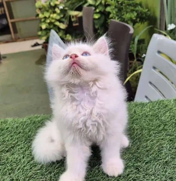 persian cats 2 month urgent for sale Connect Me 0334,4500,973 2