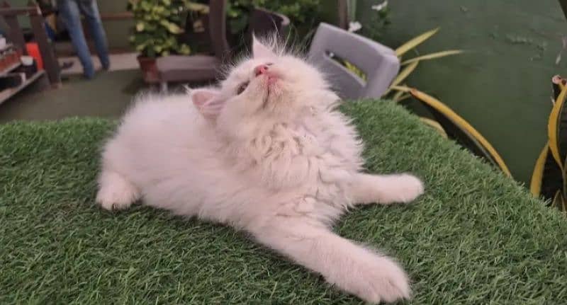 persian cats 2 month urgent for sale Connect Me 0334,4500,973 3