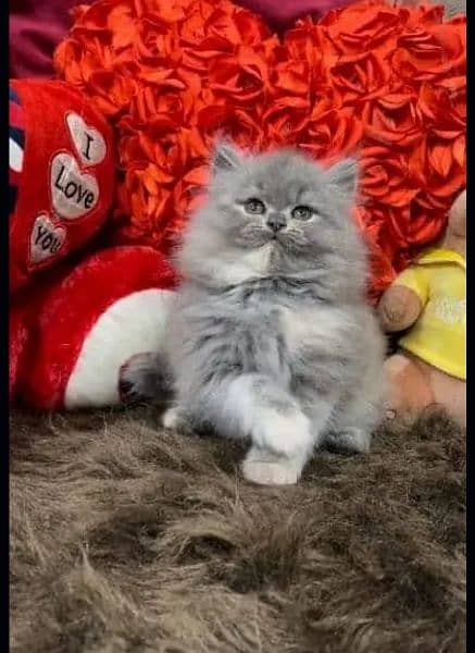 Persian kittens for sale 03287576736 call wahtasp 1