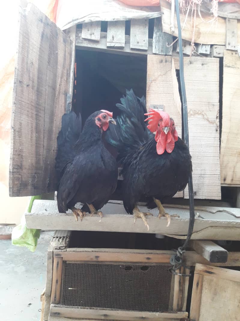 Bantam pair 1